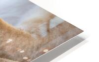 Shhh Nap Time HD Metal print