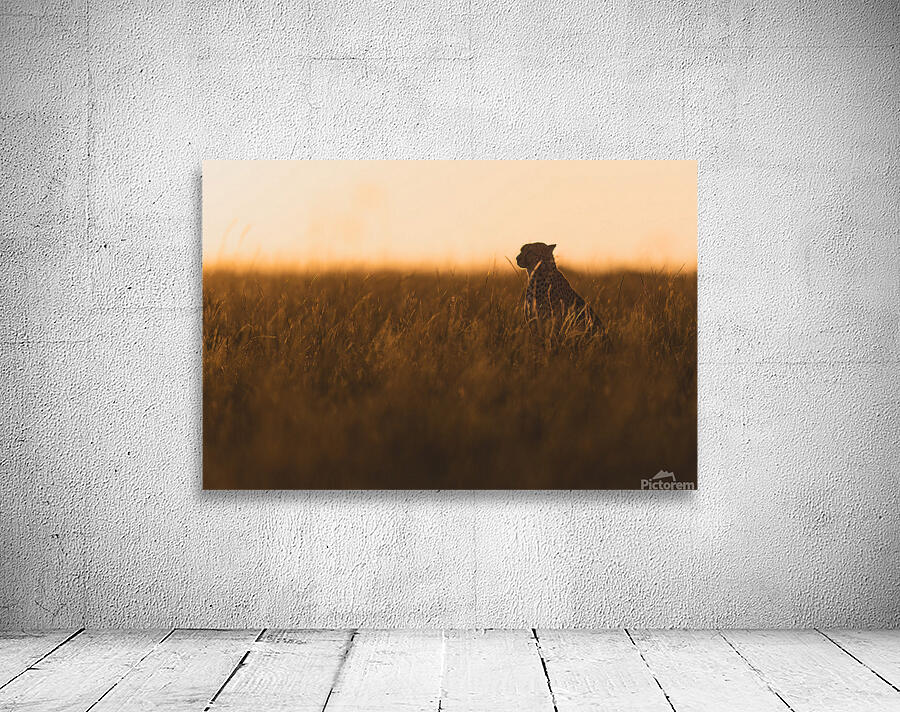 Cheetah’s Evening Watch Wall Preview