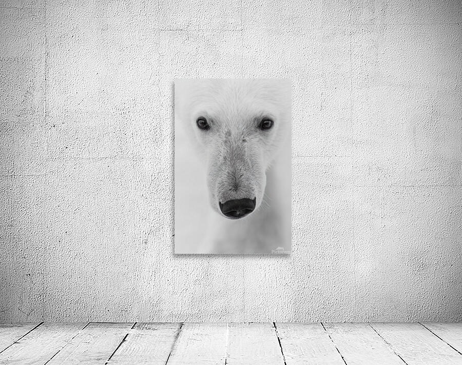 Frozen Gaze Wall Preview