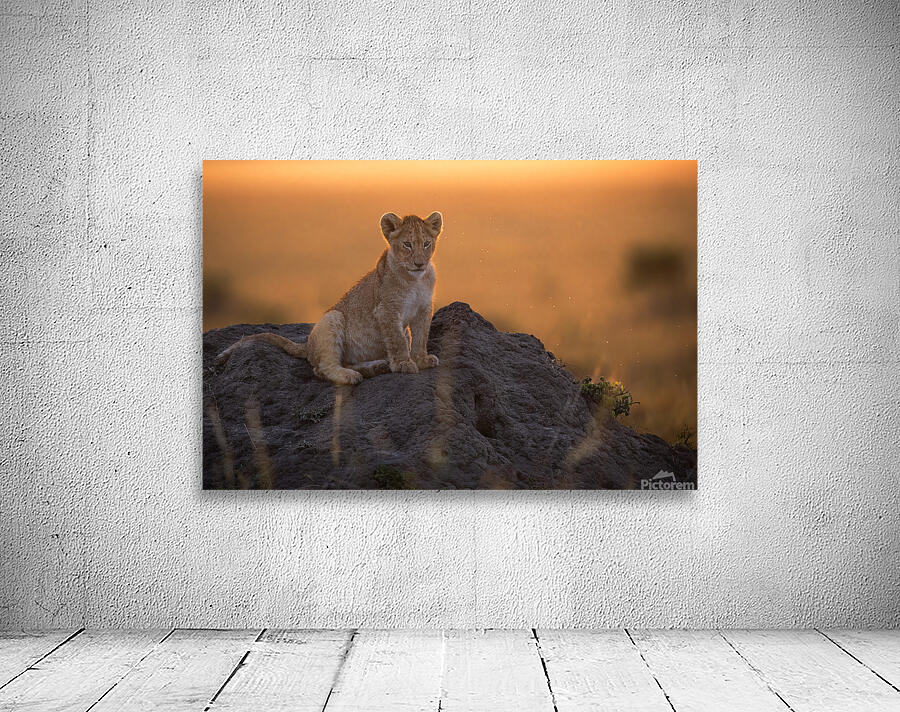 Sunset Cub Wall Preview