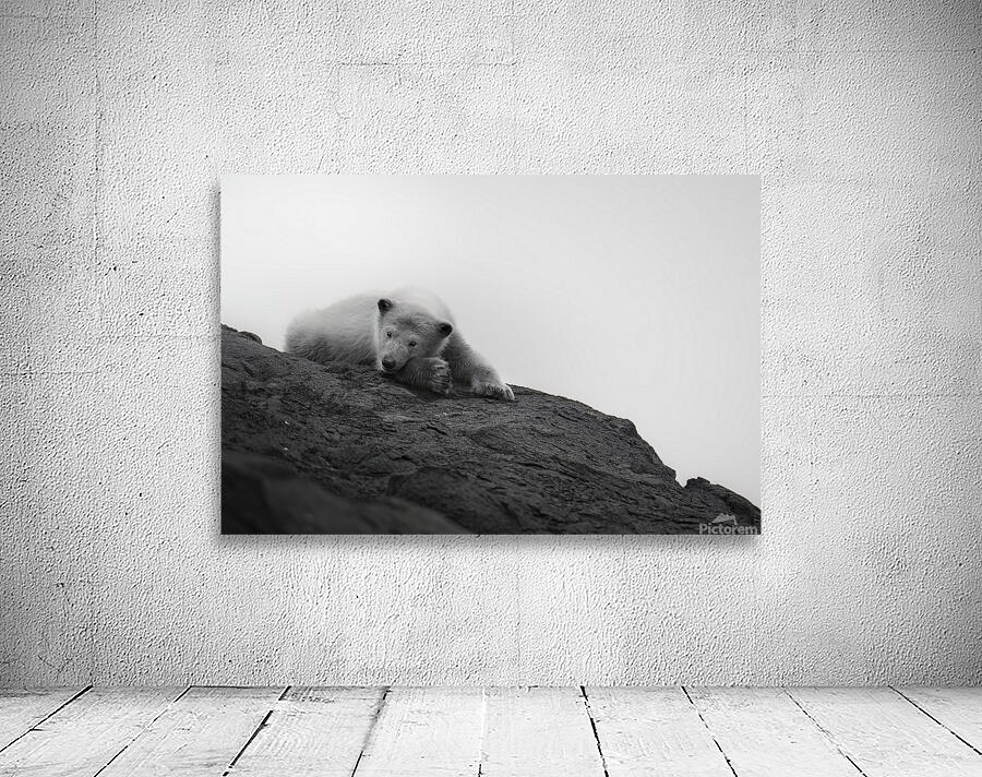 Arctic Dreams Wall Preview