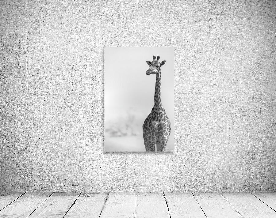 Safari Supermodel Wall Preview