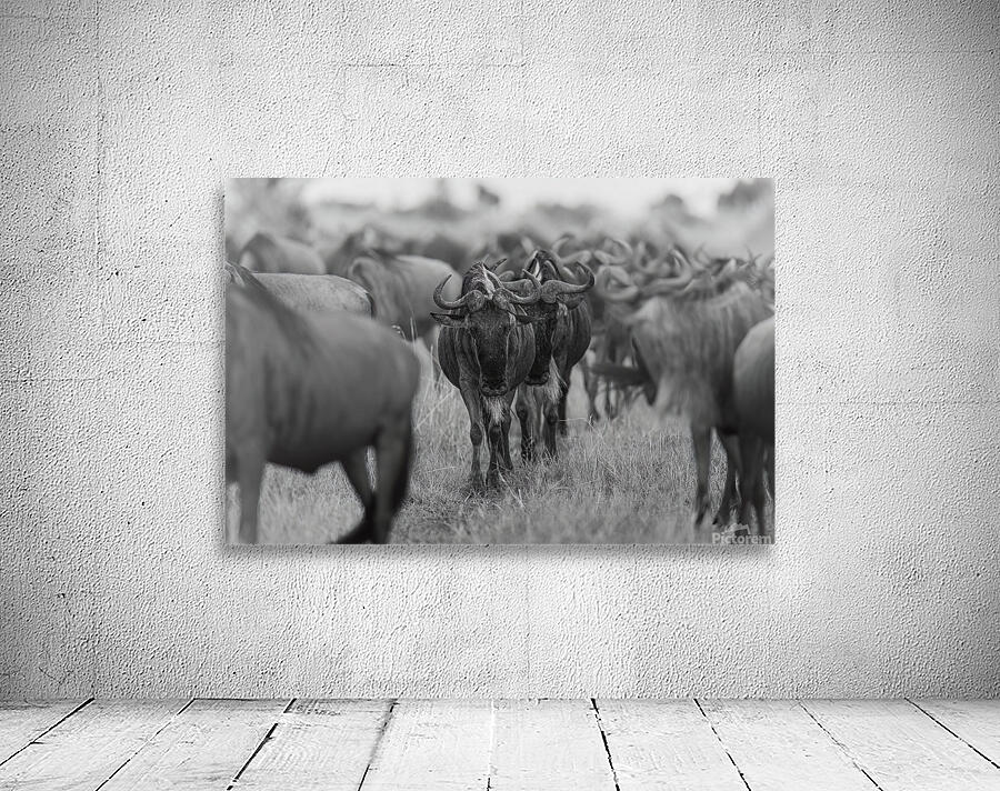 The Herd Wall Preview
