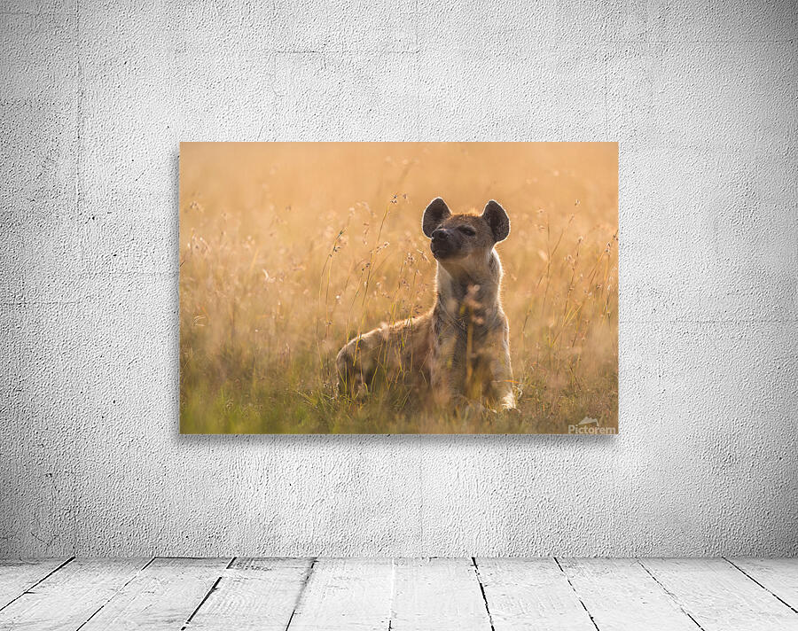 Hyena Glow-Up Wall Preview