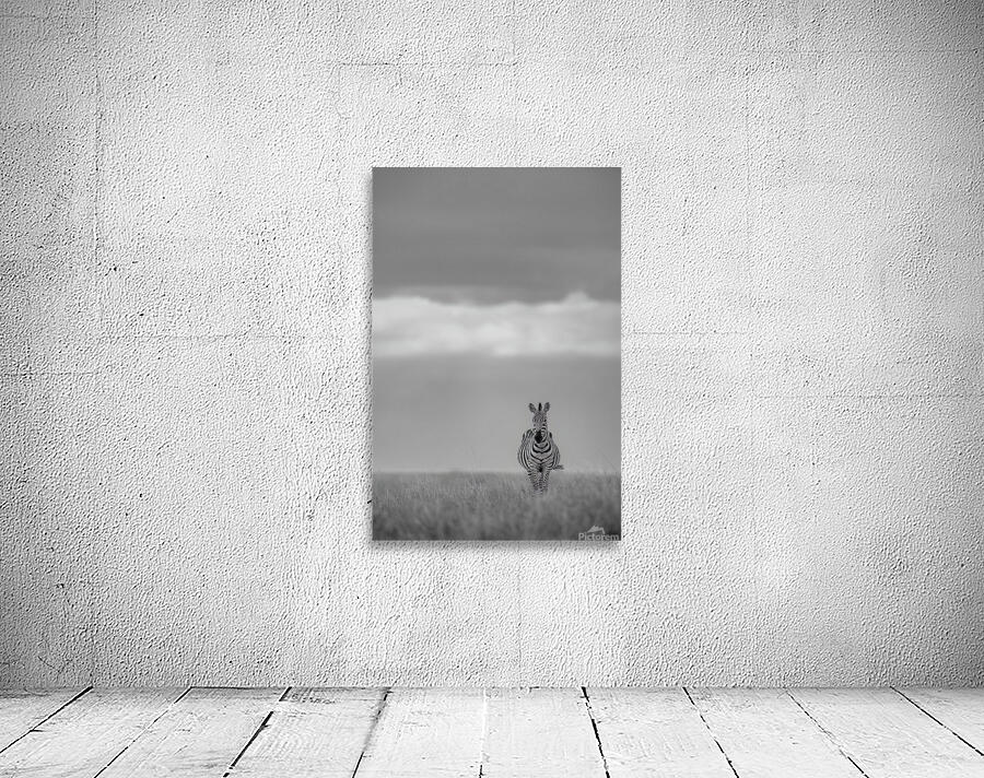 Zebra Zen Wall Preview