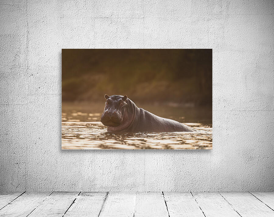 Hippo Hour Wall Preview