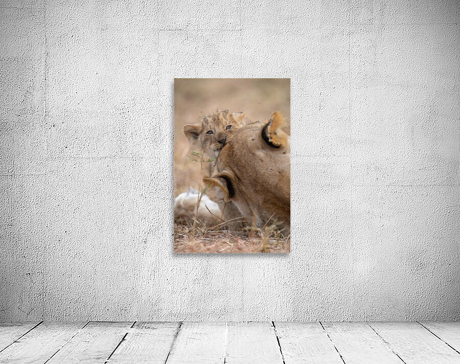 Nap Interrupted  Wall Preview