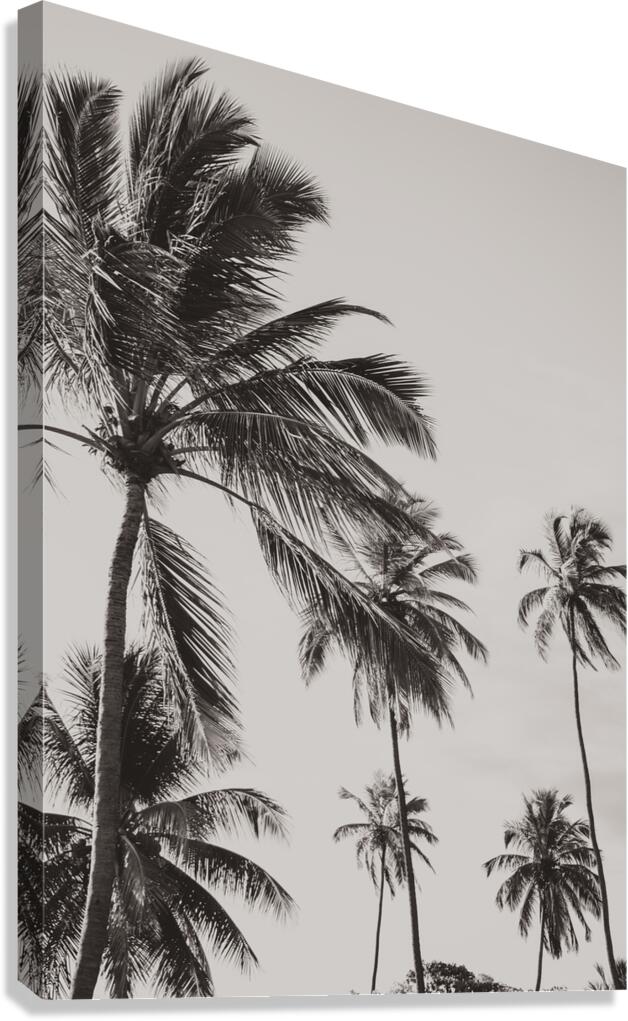 Nordeste   Brazil 3 Canvas Print
