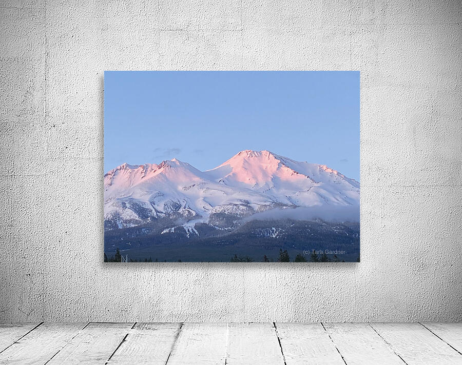 Mount Shasta Pink and Gold Alpenglow Wall Preview