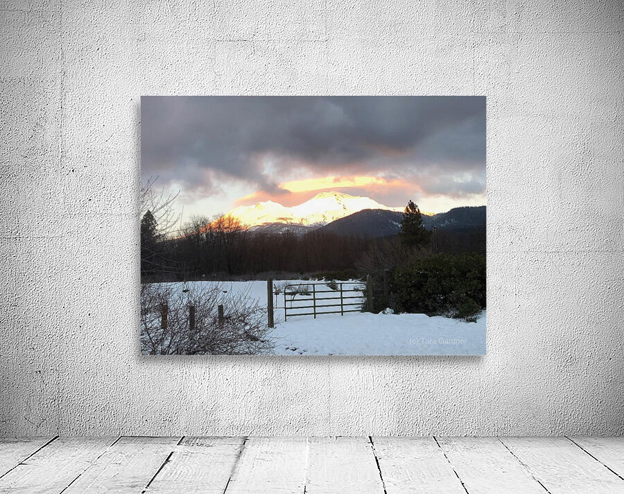 True Gold Alpenglow Wall Preview