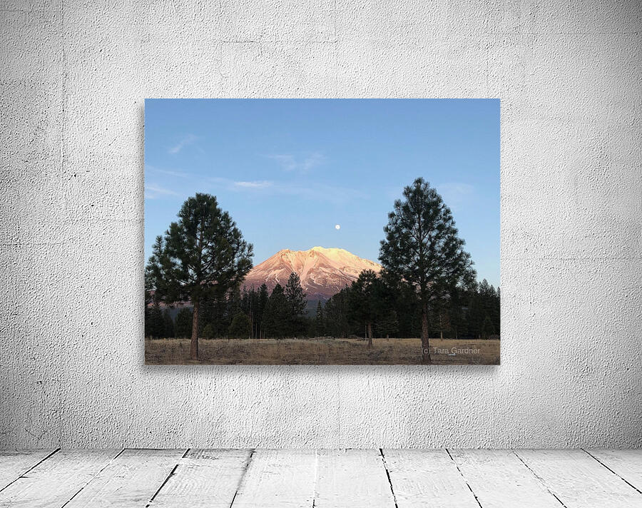 Mount Shasta and Trees Wall Preview