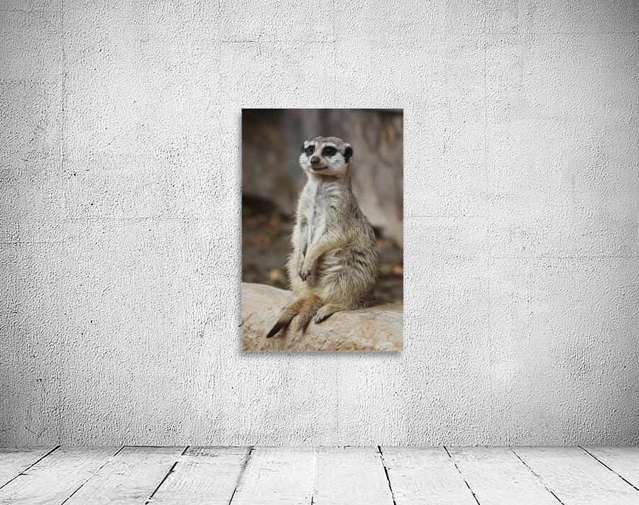 Meerkat Wall Preview