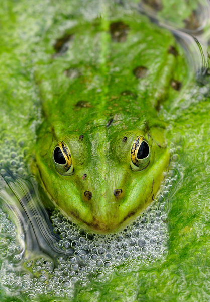 Green Frog Digital Download