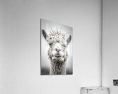 Llama Stare 01 Acrylic Print