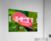 Flamingo Flower in Bloom Acrylic Print