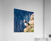 Puffin bird in Iceland Acrylic Print