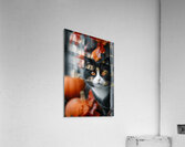 Tuxedo Cat with Autumn Pumpkins Acrylic Print