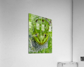 Green Frog Acrylic Print