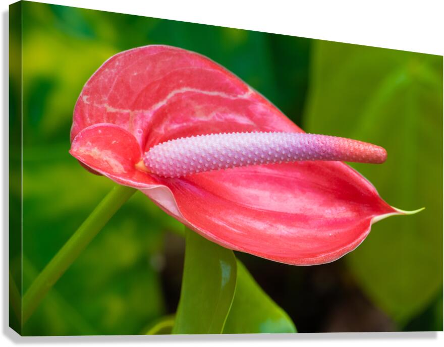 Flamingo Flower in Bloom Canvas Print