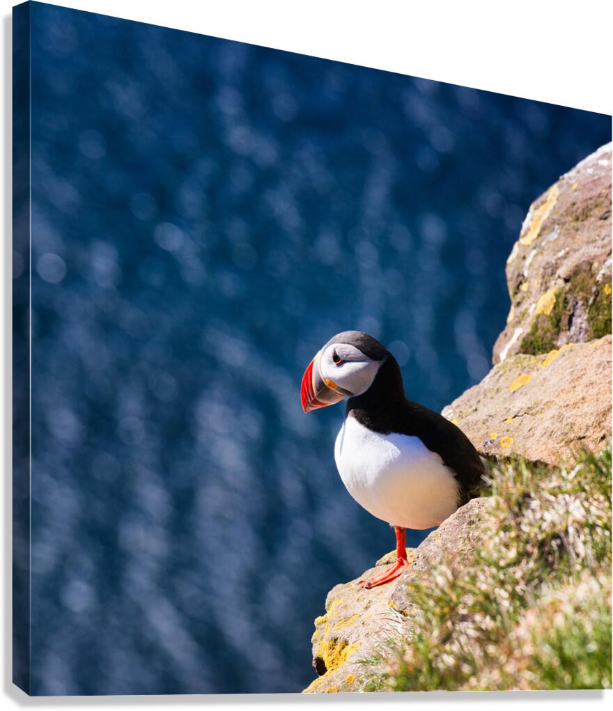 Puffin bird in Iceland Canvas Print