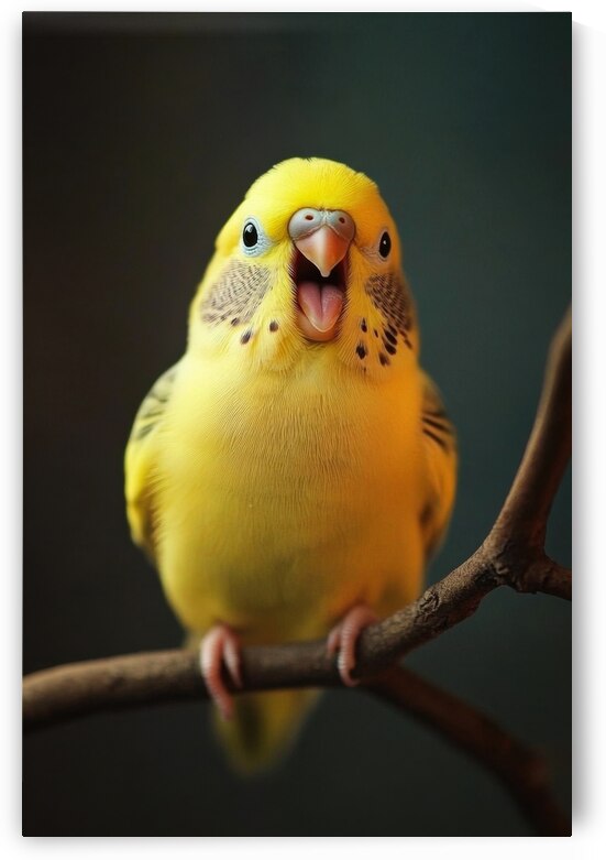 Happy Yellow Budgie by Matthias Hauser