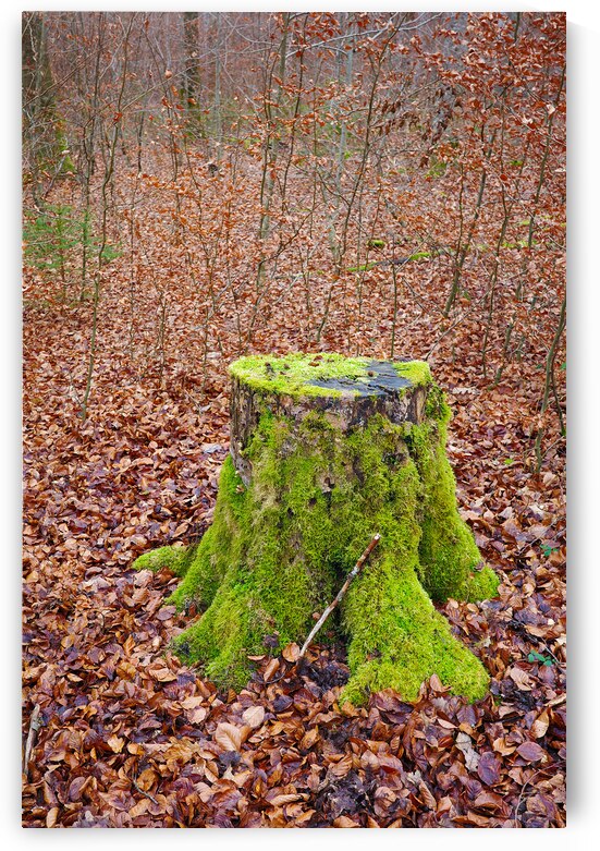 Moss-Covered Stump in Naturpark Schoenbuch Germany by Matthias Hauser