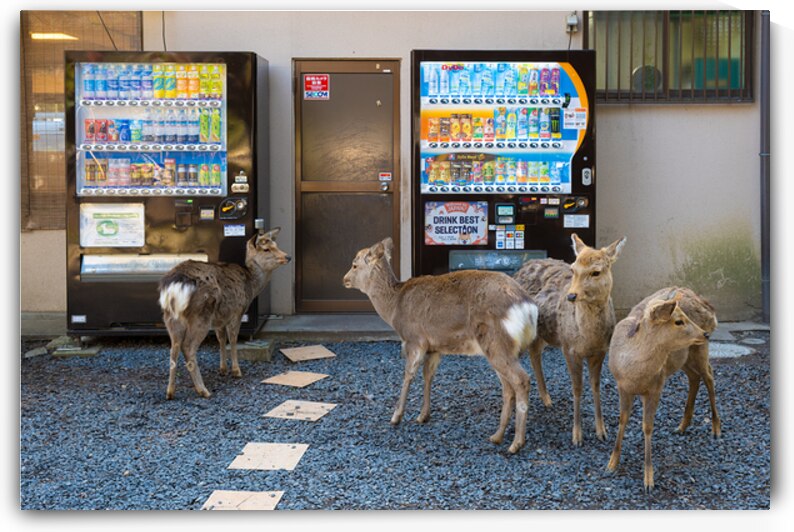 Deer and Vending Machines - Nara Japan by Matthias Hauser