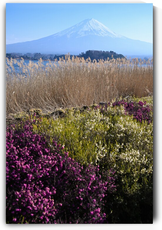 Mount Fuji in Spring - Colors of Kawaguchiko by Matthias Hauser