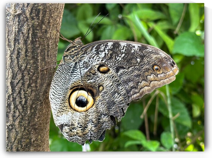 Amazing Owl Butterfly Caligo Species by Matthias Hauser