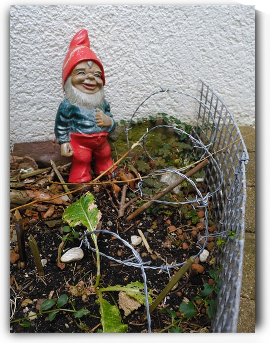 The Guardian Gnome - Barbed Garden Patrol by Matthias Hauser