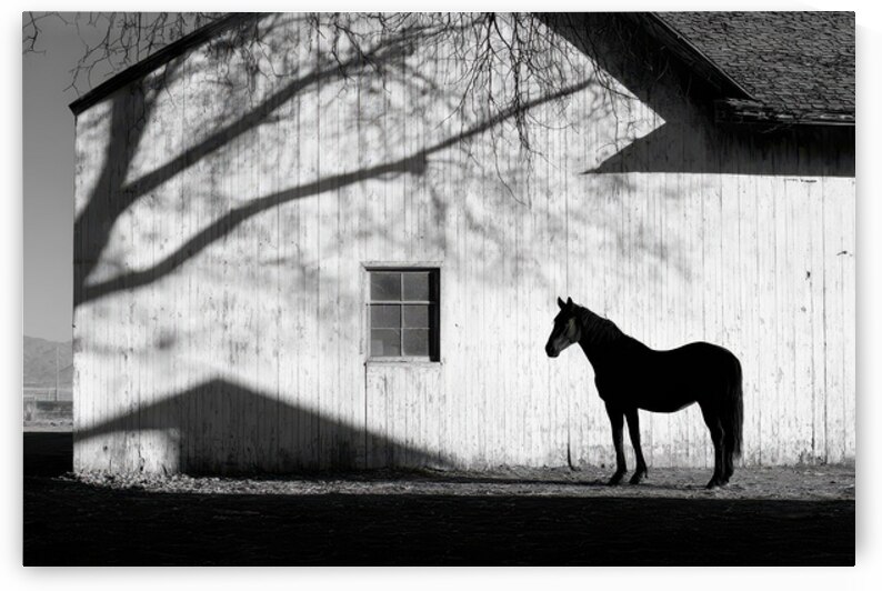 Black and White Horse by Barn by Matthias Hauser
