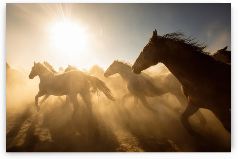 Galloping Horses at Sunrise by Matthias Hauser
