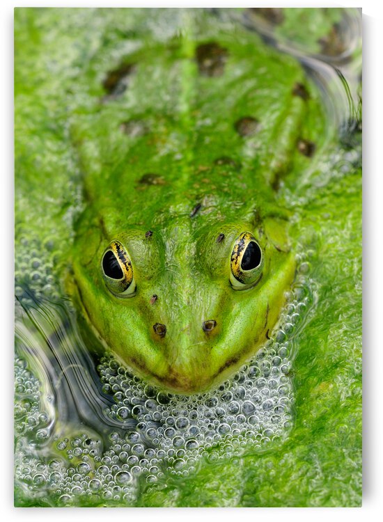 Green Frog by Matthias Hauser