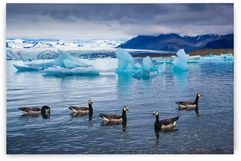 Barnacle geese in glacier lagoon in Iceland by Matthias Hauser