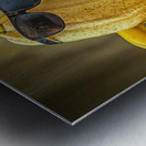 Dynamic Duo - Dancing Bananas Metal print