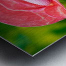 Flamingo Flower in Bloom Metal print