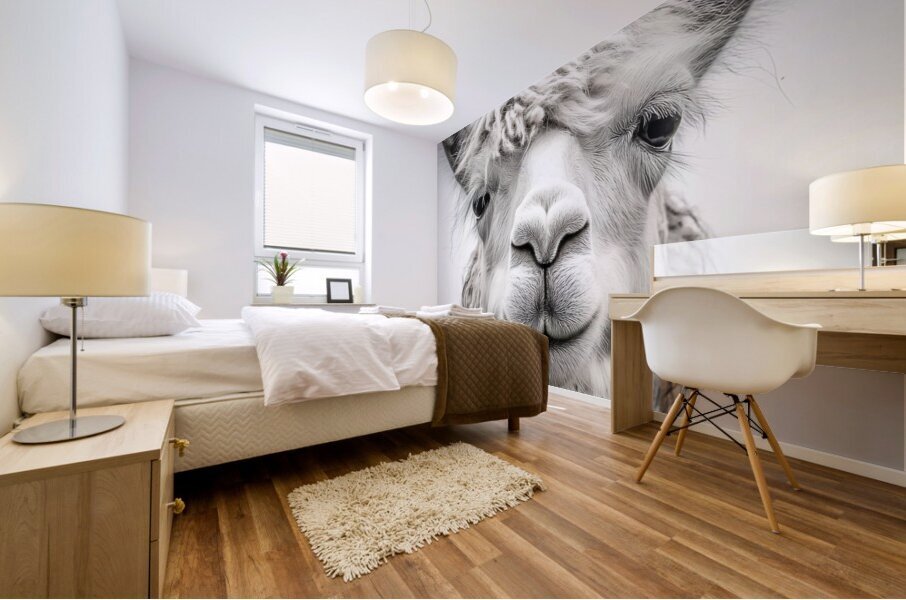 Llama Stare 01 Mural print