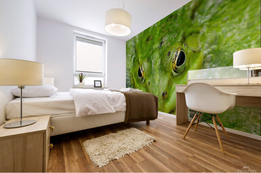 Green Frog Mural print