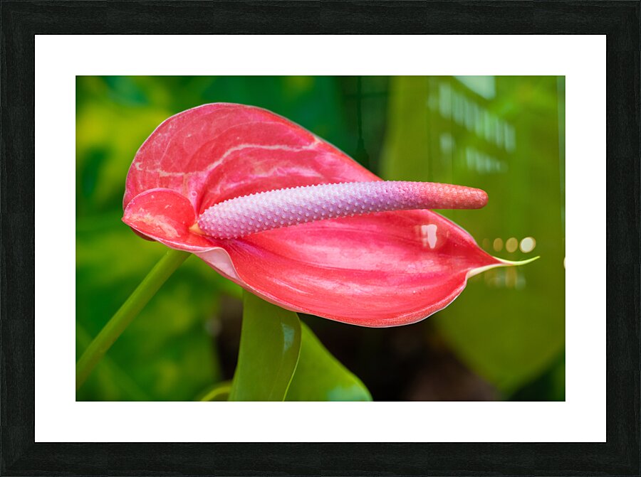 Flamingo Flower in Bloom Picture Frame print