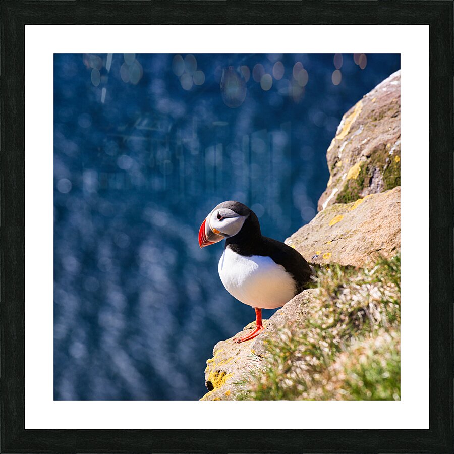 Puffin bird in Iceland Picture Frame print