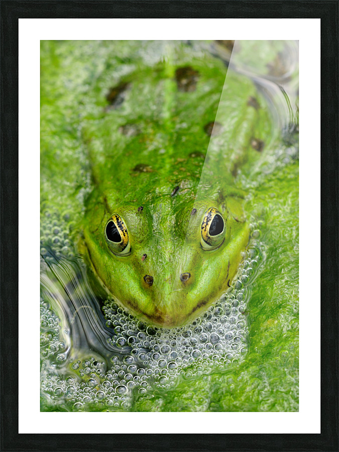 Green Frog Picture Frame print