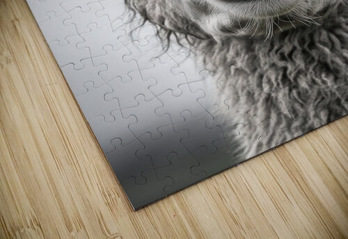 Llama Stare 01 Matthias Hauser puzzle