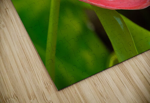 Flamingo Flower in Bloom Matthias Hauser puzzle