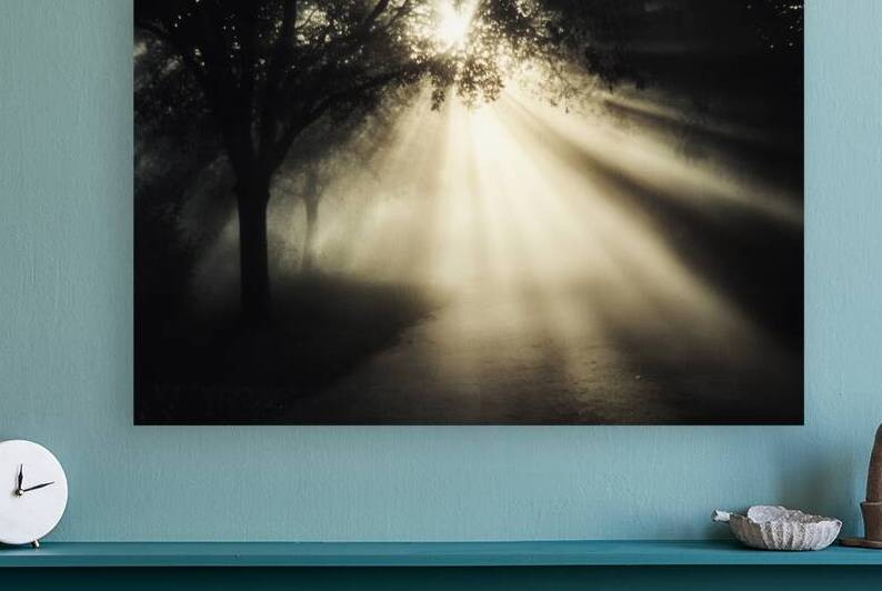 Sunlight in the dark forest by Matthias Hauser