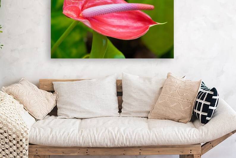Flamingo Flower in Bloom by Matthias Hauser