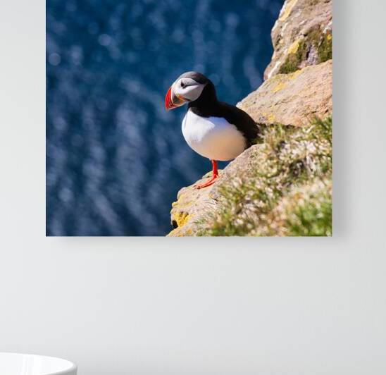 Puffin bird in Iceland by Matthias Hauser