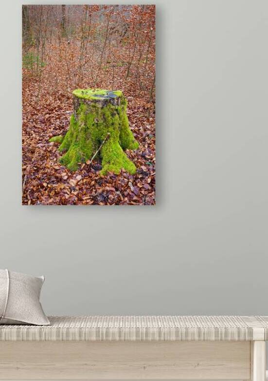 Moss-Covered Stump in Naturpark Schoenbuch Germany by Matthias Hauser