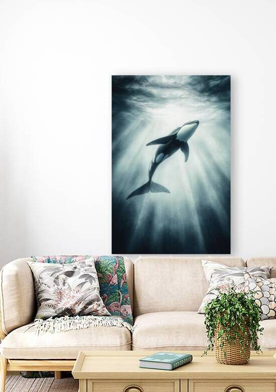 Orca Grace by Matthias Hauser