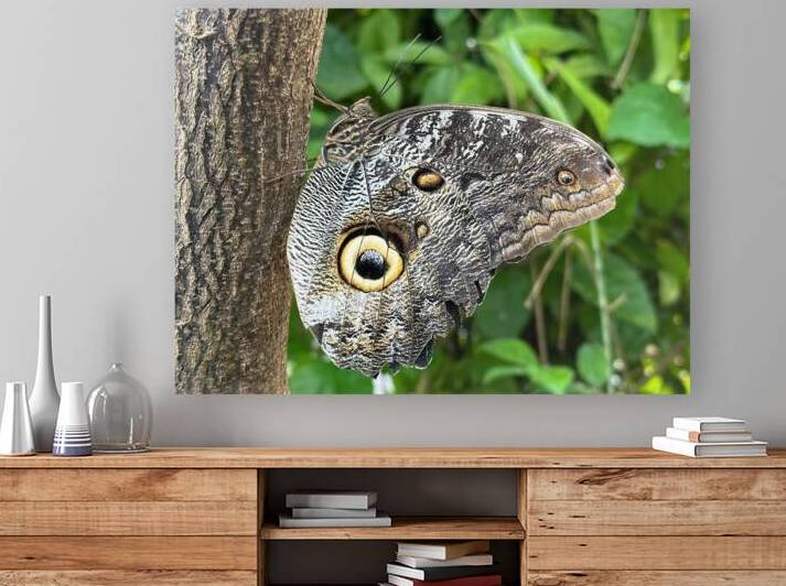 Amazing Owl Butterfly Caligo Species by Matthias Hauser