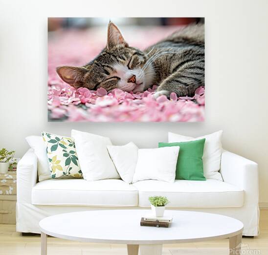 Sleeping Cat in Cherry Blossoms by Matthias Hauser